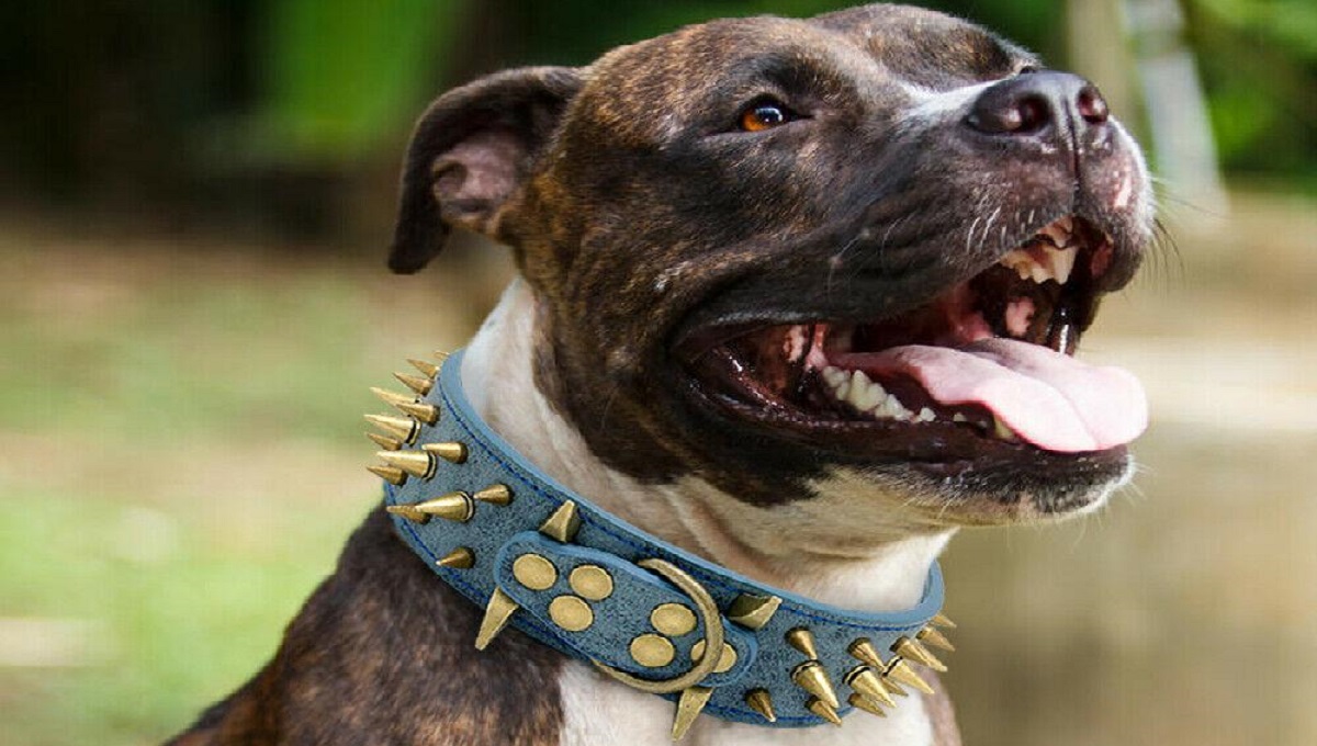 10 Best Spiked Dog Collars UK 2024 Pet Help Reviews UK