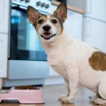 Best Vegan Dog Foods