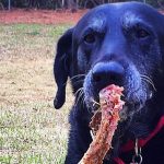 Can a Dog Eat a Tomahawk Bone