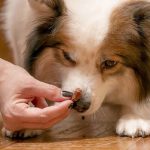 Can a Dog Overdose on Biotin