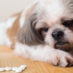 Can a Dog Overdose on Calming Chews