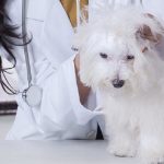 Can a Dog Overdose on Credelio