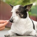 Can a Dog Overdose on Galliprant