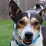 Can a Dog Wake Up After Euthanasia