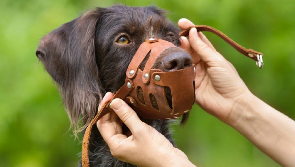 Can a Dog Wear a Muzzle Overnight