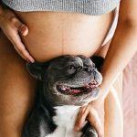 Can a Pulling Dog Cause Miscarriage