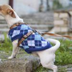 Can Changing Dog Food Cause Blood in Stool