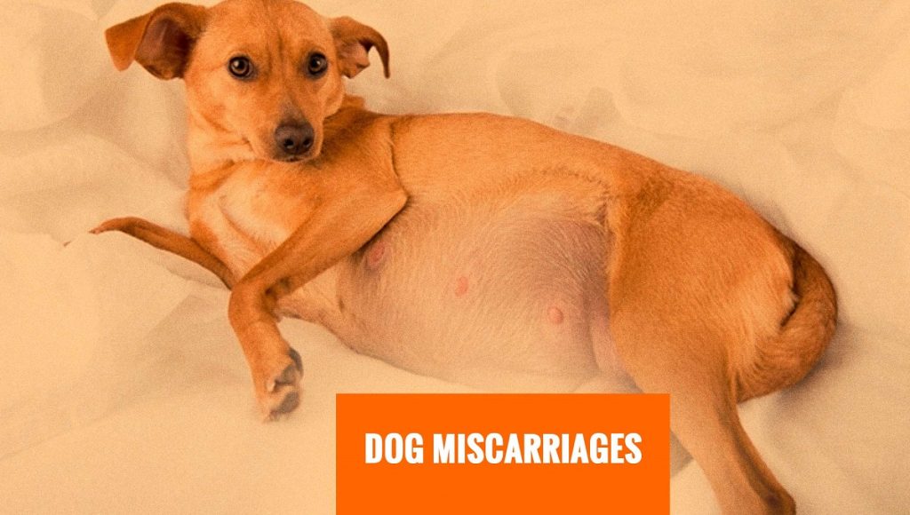 Can a Dog Die from a Miscarriage