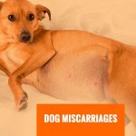 Can a Dog Die from a Miscarriage