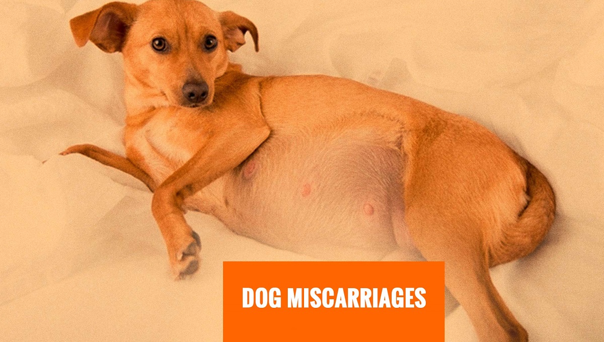 Can a Dog Die from a Miscarriage? Pet Help Reviews UK