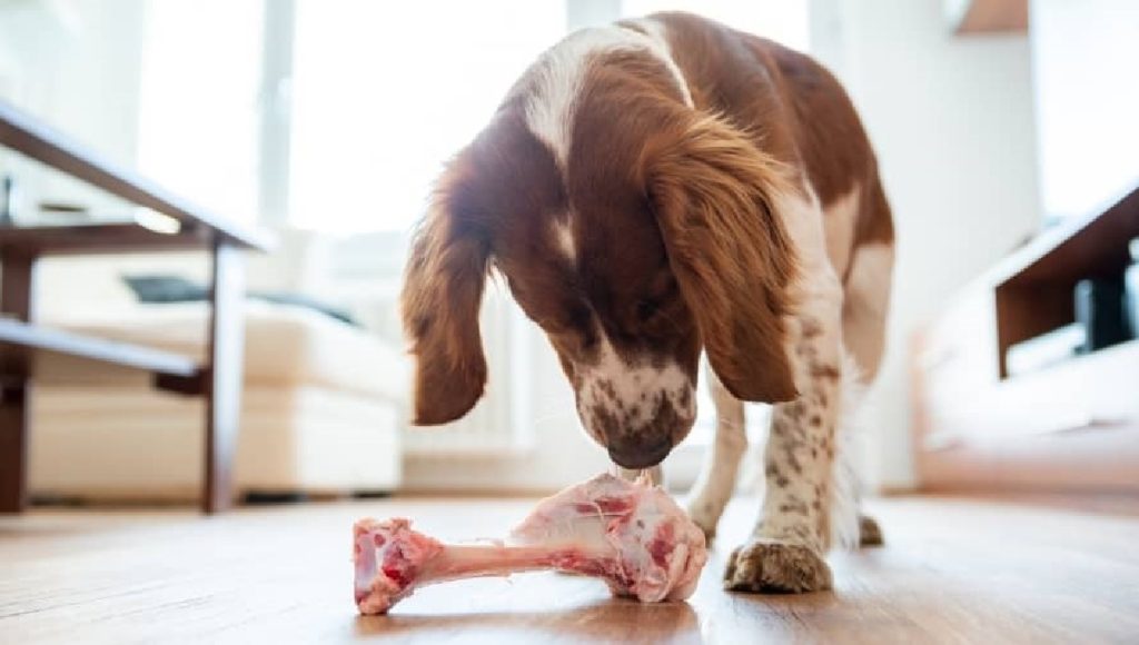 Can a Dog Eat a Tbone Steak Bone