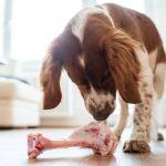 Can a Dog Eat a Tbone Steak Bone