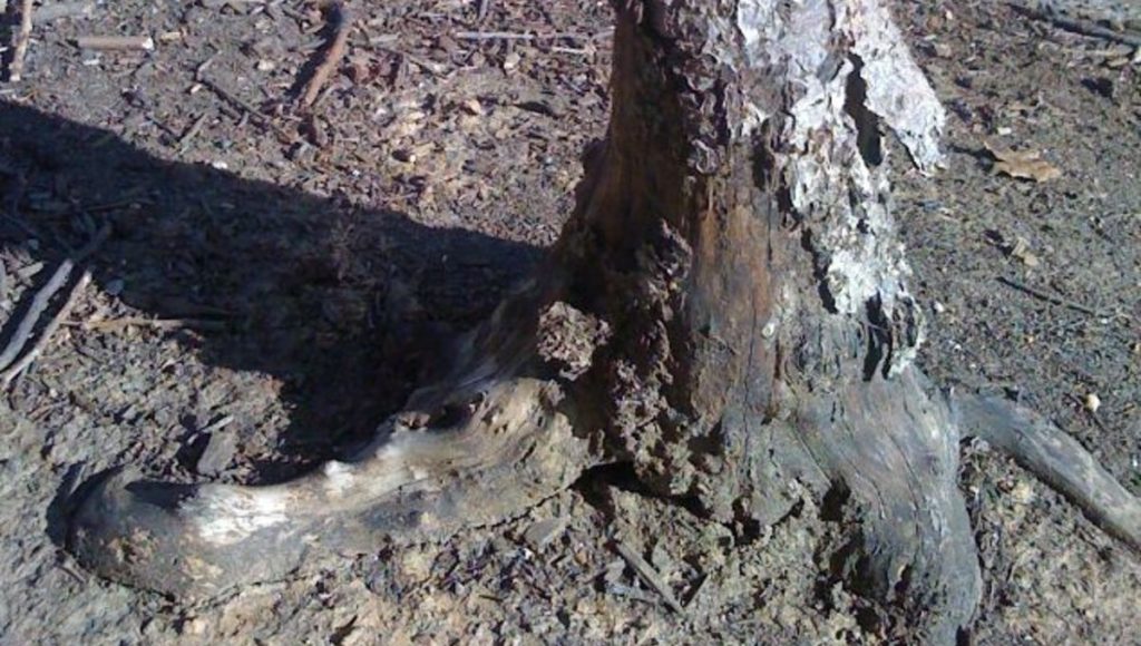 Can Dog Pee Kill Trees