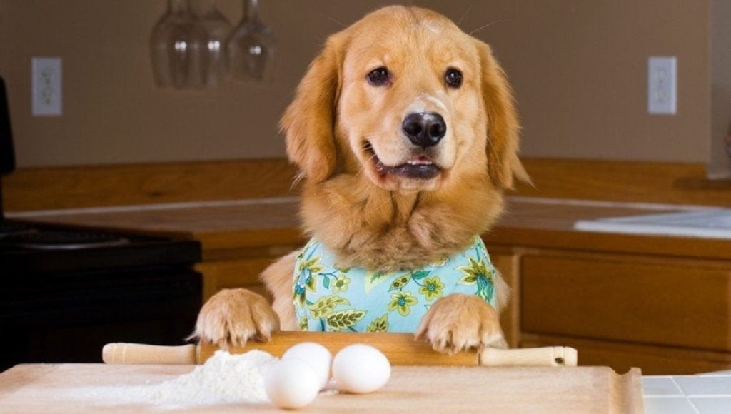 Can Dog With Pancreatitis Eat Eggs
