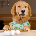 Can Dog With Pancreatitis Eat Eggs