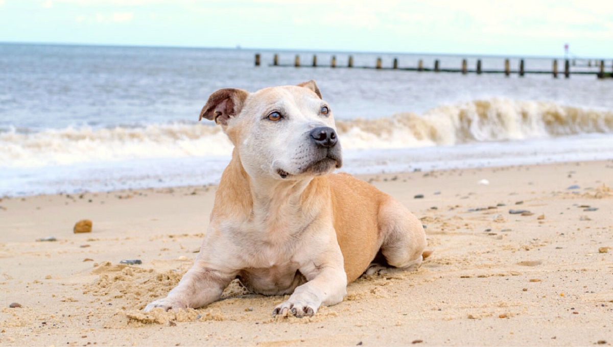 Can Dogs Be Allergic to Sand? Pet Help Reviews UK