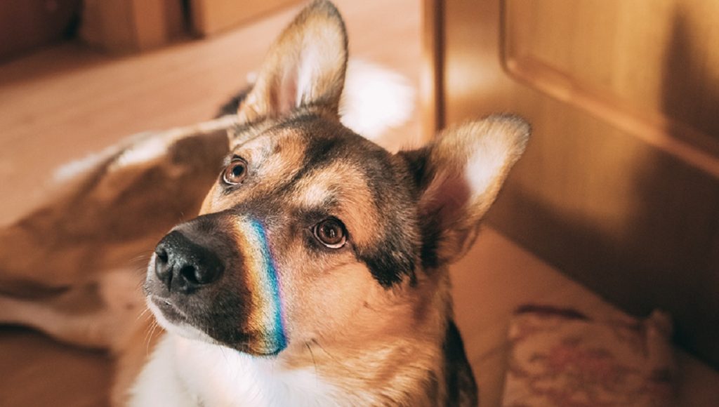 Can Dogs See Colours