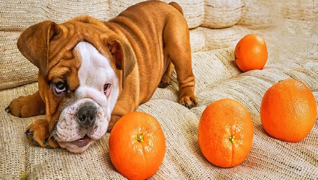 Can Dogs See Orange