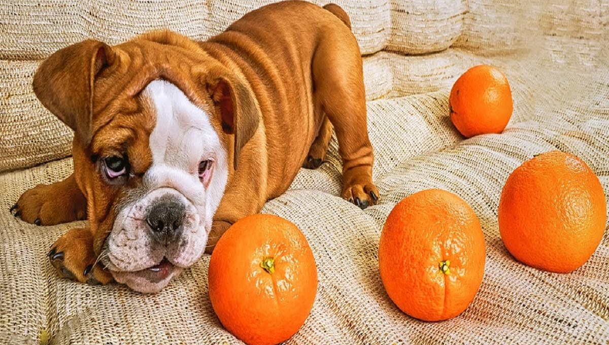 Can Dogs See Orange? Pet Help Reviews UK