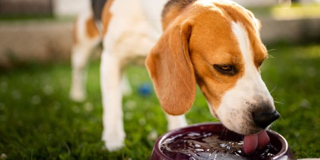 Can Dogs Vomit from Heat