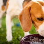 Can Dogs Vomit from Heat