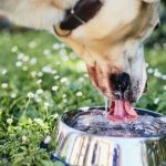 What Can Dogs Drink Besides Water