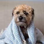 What Can I Give My Dog for a Cold