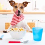 What Can I Give My Dog for Breakfast