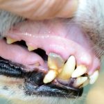 Can Anemia in Dogs Cause Seizures