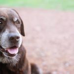 Can Anesthesia Cause Dementia in Dogs