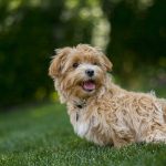 Can Being in Heat Cause Diarrhea in Dogs