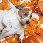 Can Dogs Eat Mini Cheddars