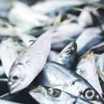 Can Dogs Eat Pilchards