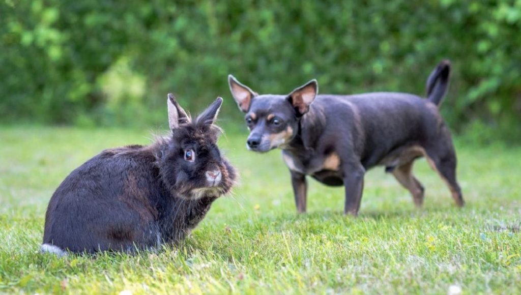 Can Dogs Eat Rabbit Poop