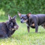 Can Dogs Eat Rabbit Poop