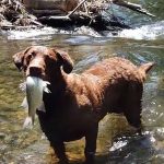 Can Dogs Eat Raw Fish