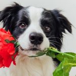 Can Dogs Eat Rose Petals