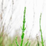 Can Dogs Eat Samphire