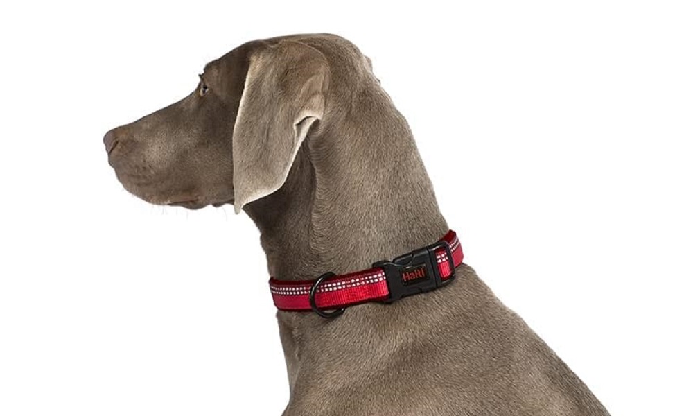 Best Reflective Dog Collars