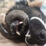 Can Dogs Eat Buffalo Horns