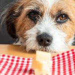 Can Dogs Eat Dairylea