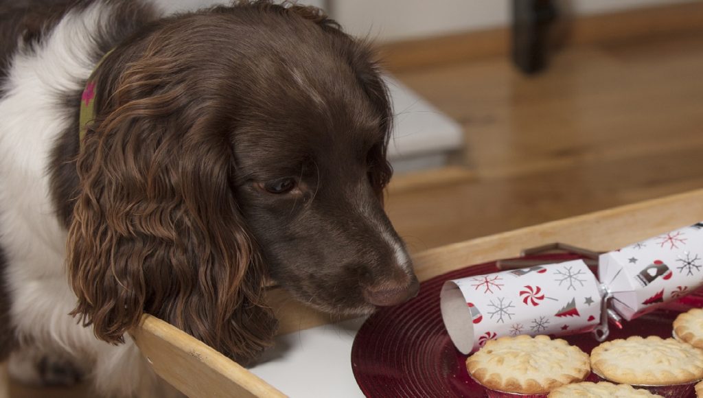Can Dogs Eat Mince Pies