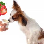 Can Dogs Eat Strawberry Yogurt