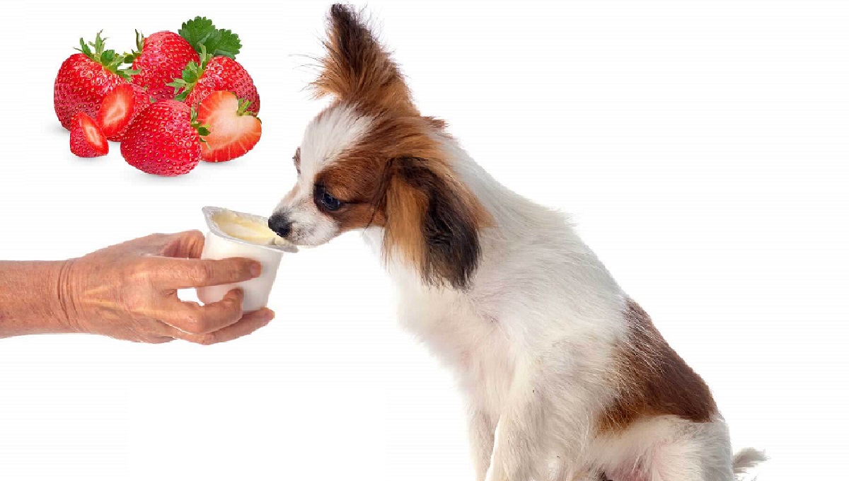 Stunning Dog Strawberry Fruit Mix image