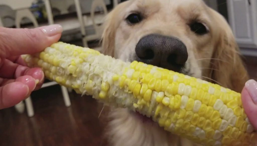 Can Dogs Eat Baby Corn