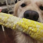 Can Dogs Eat Baby Corn