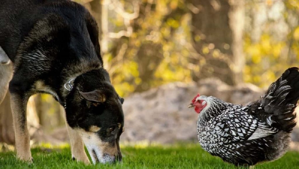Can Dogs Eat Chicken Poop