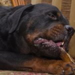 Can Dogs Eat Cooked Beef