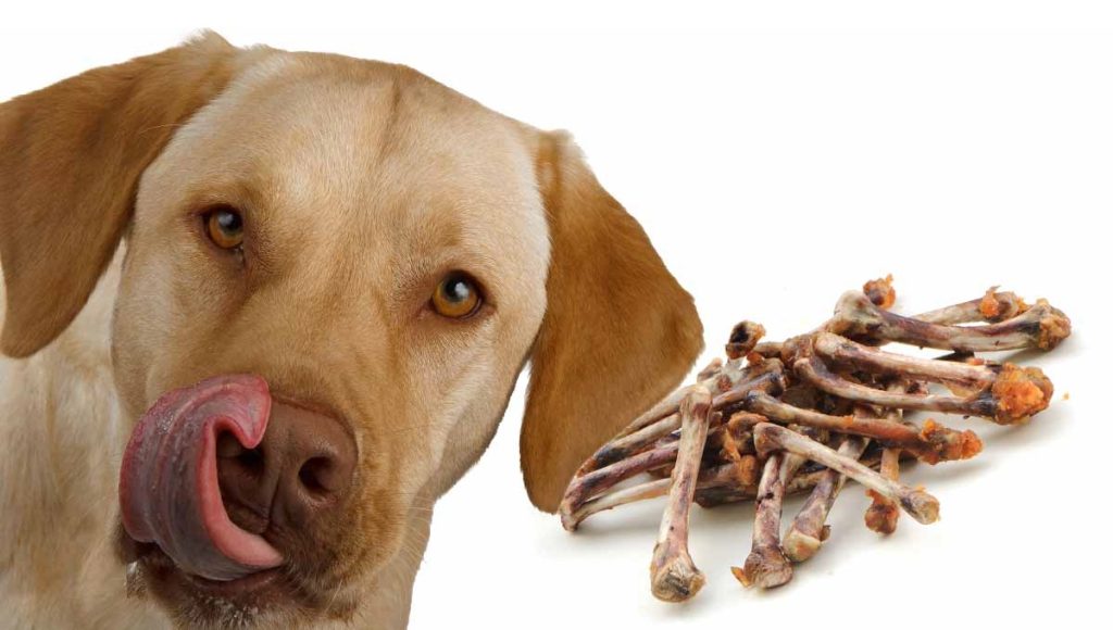 Can Dogs Eat Cooked Chicken Bones
