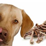 Can Dogs Eat Cooked Chicken Bones